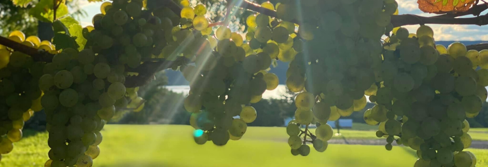 Grapes on Vineyard at Seneca Lake - Vacation FLX